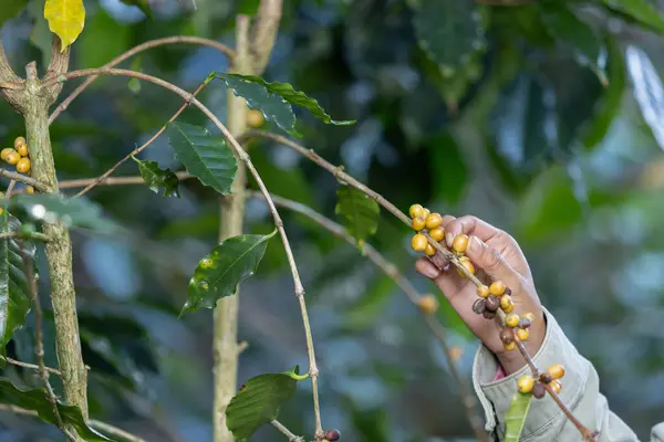 Farmers hand pick Yellow Bourbon coffee beans from ripe, juicy trees ready for processing.