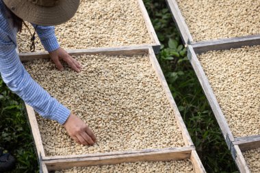 Kuru bir süreçte elinde kahve çekirdeği tutan çiftçi..