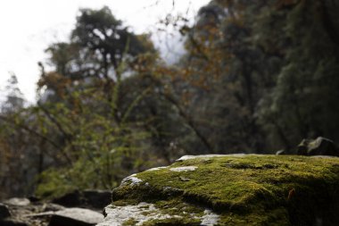 Yosun kaplı Orman Kayası - Huzurlu Orman Ormanında Doğanın Dayanıklılığının Huzurlu Görüntüsü