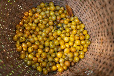 Hasır bir sepete yerleştirilmiş taze, sulu sarı Bourbon kahve çekirdekleri sadece olağanüstü kalitelerini göstermekle kalmıyor aynı zamanda zengin ve aromatik bir kahve deneyimi vaad ediyor..
