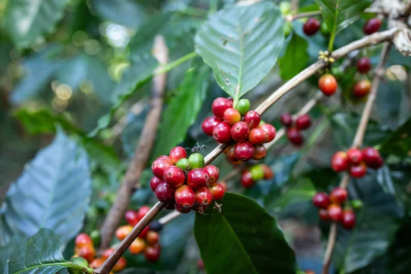 The sun-kissed Arabica coffee bushes yield a harvest of ripe, juicy yellow and red beans, promising a symphony of flavors in every carefully selected and sun-drenched coffee cherry.