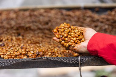 Çiftçi el kontrolü Bal İşlemi Kahve Fasulyeleri Ağda Kurutuluyor - Eşsiz Kahve İşleme Yöntemi Doğal Tatlılığı ve Tatlılığı Vurguluyor