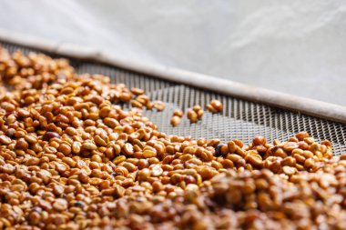 Bal İşlemi Kahve Fasulyeleri Ağda Kurutuluyor - Eşsiz Kahve İşleme Yöntemi Doğal Tatlılığı ve Tatlılığı Vurguluyor