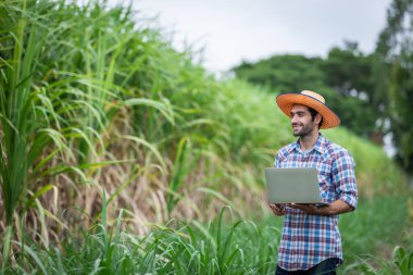 Modern Farmer Using Laptop in Sugarcane Field, Integrating Technology for Crop Management and Agricultural Efficiency clipart