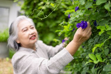 Kelebek çiçeği toplayan yaşlı bir kadın, yerel bir bitki, kendi bölgesinde organik olarak yetişiyor.
