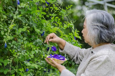 Kelebek çiçeği toplayan yaşlı bir kadın, yerel bir bitki, kendi bölgesinde organik olarak yetişiyor.