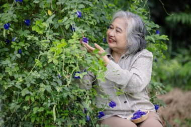 Bahçedeki Kelebek Bezelye Çiçekleri Toplayan Kıdemli Kadın: Bitkisel Bahçe ve Sağlık İçin Doğal Güzellik