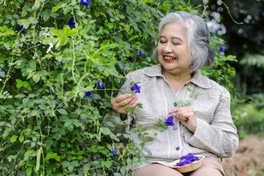 Bahçedeki Kelebek Bezelye Çiçekleri Toplayan Kıdemli Kadın: Bitkisel Bahçe ve Sağlık İçin Doğal Güzellik