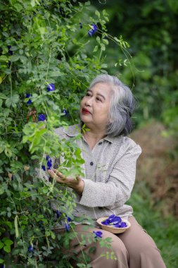 Bahçedeki Kelebek Bezelye Çiçekleri Toplayan Kıdemli Kadın: Bitkisel Bahçe ve Sağlık İçin Doğal Güzellik