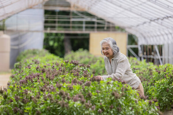 Старшая женщина собирает тайский базилик в теплице: органическое садоводство и травяная культура для свежего кулинарного использования