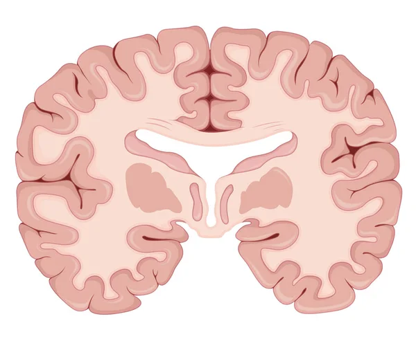 Hjärnans Tvärsnitt Illustration Som Eps Fil — Stock vektor
