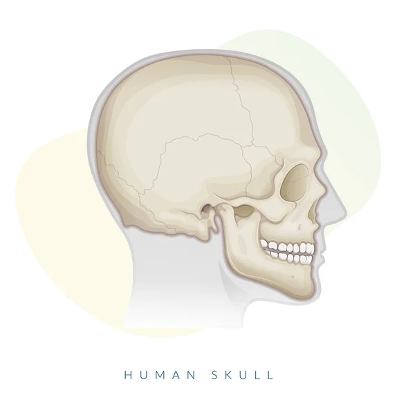 stock vector Human Skull - Anatomy - Stock Illustration as EPS 10 File