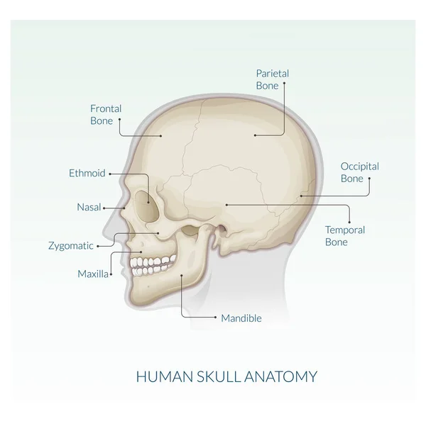 Human Skull 解剖学 株式イラスト Eps File — ストックベクタ
