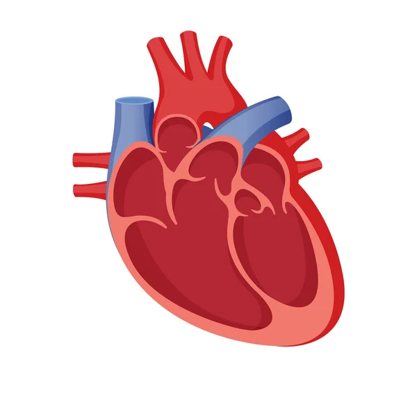 Sección Transversal Del Corazón Humano Ilustración Stock Como Archivo Eps — Vector de stock