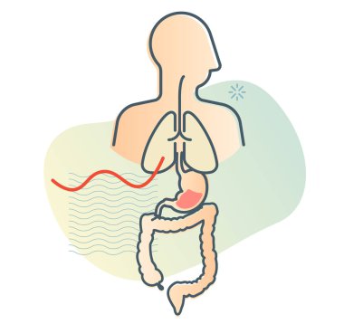 İnsan vücudu - Akciğerler Mide ve Bağırsak - EPS 10 Dosyası Olarak Stok Resimleri
