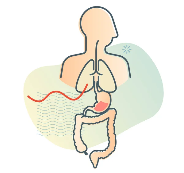 Cuerpo Humano Pulmones Estómago Intestino Ilustración Stock Como Archivo Eps — Archivo Imágenes Vectoriales