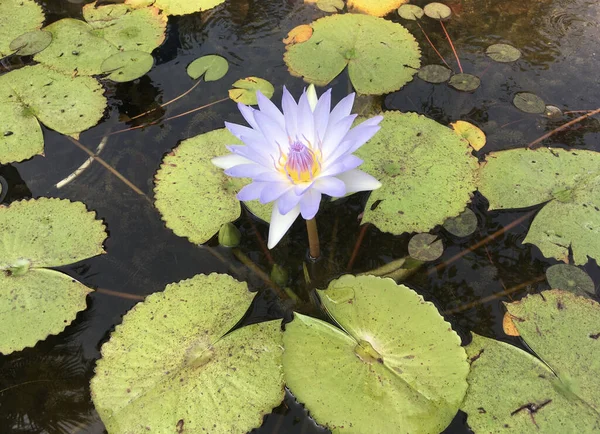 Blue Water Lily - Nymphaea nouchali var. caerulea - Egyptian lotus - Stock Image as JPG File