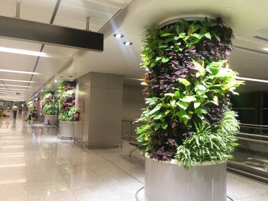 11 Haziran 2024 tarihinde Hindistan 'ın Rajiv Gandhi Uluslararası Havalimanı Yeni Terminal Eklenti Salonundaki Dikey Yeşil Yapraklar - Hyderabad, Hindistan JPG Dosyası