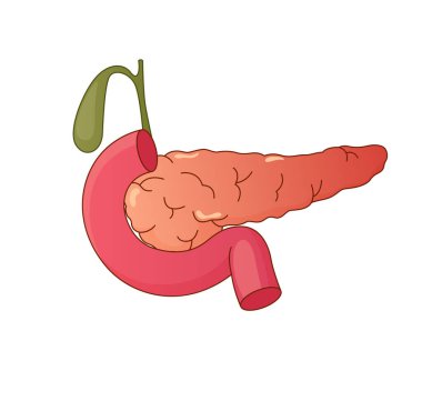 EPS 10 dosyası olarak Pankreas Simgesi hisse çizimi