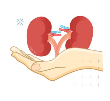 Böbrek Bağışı - Hayat Kurtarma - EPS 10 Dosyası Olarak Stok Resimleri