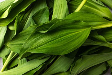 İyi dokulu Sibirya soğanı yiyen bitkiler.