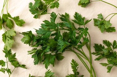 Düz yapraklı, kokulu bitki İtalyan maydanozu.