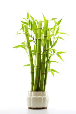 bamboo, isolated on white background. clipart