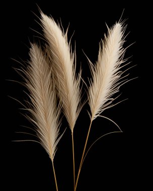 pampas grass isolated on black background. clipart