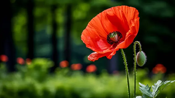 stock image Poppy flower or papaver rhoeas poppy with the light