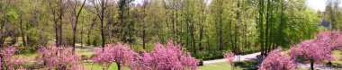 Banner, Güney Berlin 'deki Liliental Park' taki Fliegeberg Tepesi 'nde sakura var. Normal ağaçların önünde pembe sakura ve taze bahar yaprakları. Panoramik pankart resmi.