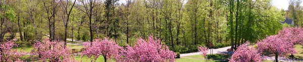 Banner, sakura around Fliegeberg hill in Liliental park, South Berlin. Pink sakura in front of regular trees with young fresh Spring green leaves. Panoramic banner image.
