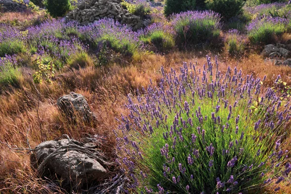Flores Lavanda Montanha Chamas Pôr Sol Ilha Hvar Dalmácia Croácia — Fotografia de Stock