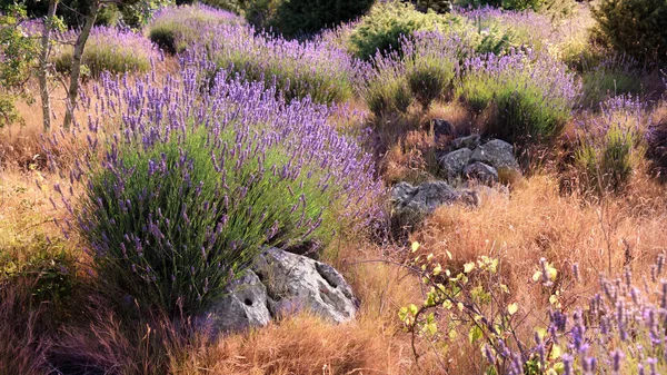 Close Mountain Lavender Hvar Island Croatia Lavender Oil Used Aromatherapy — Stock Photo, Image