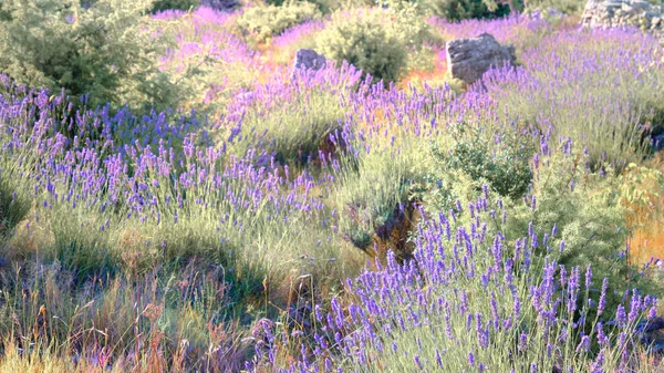 克罗地亚Hvar岛上的高山薰衣草的特写 薰衣草油用于芳香疗法 香水配料 浅紫色自然花卉背景 — 图库照片