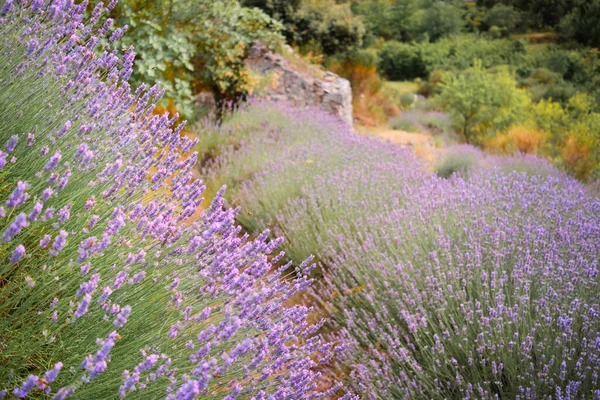 クロアチアのHvar島の山ラベンダーに近いです ラベンダー油はアロマセラピー 香水成分に使用されています 薄紫色の天然花の背景 — ストック写真