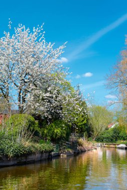 Parlak bir günde, nehir kenarında mavi gökyüzü olan beyaz kiraz ya da elma ağacı çiçek açar ya da yansıması olan bir su kanalı. Baharda güneşli bir gün, romantik bir bahar..