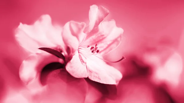 Viva Magenta Color Year 2023 Closeup Azalia Rhododendron Flowers Focus — Stock Photo, Image