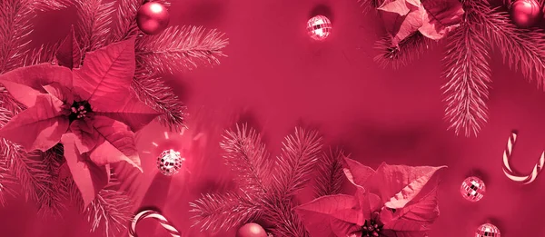 Roze Groene Kerst Panoramische Achtergrond Bovenaanzicht Sparren Twijgen Poinsettia Bloemen — Stockfoto