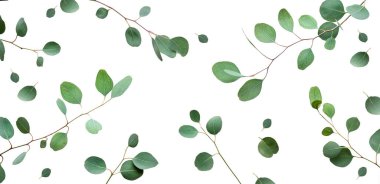 Eucalyptus twigs isolated on white background. Delicate grey green silver dollar eucalyptus leaves on branches. Flat lay, top view overhead.