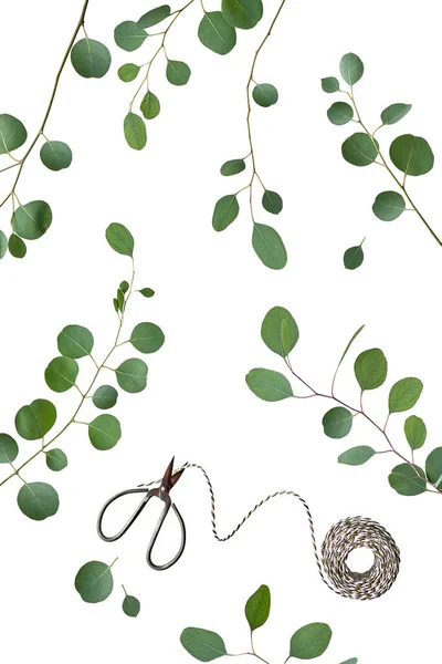 Эвкалиптовые Ветки Изолированы Белом Фоне Тонкие Зеленые Листья Эвкалипта Ветках — стоковое фото