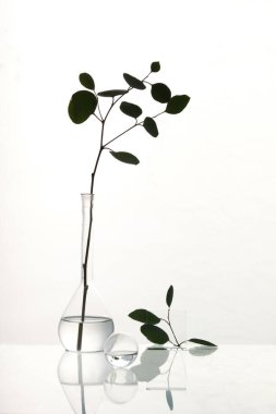Şeffaf cam şişelerde okaliptüs dalları ve su dolu toplar. Yansımalı cam masa. Basit bir siluet düzenleme. Modern moda dekor, soyut çiçek kompozisyonu.