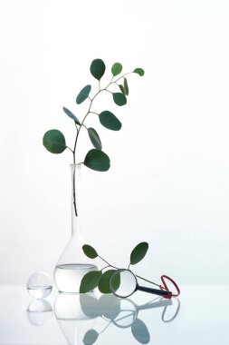 Büyüteç, şeffaf cam kaplarda okaliptüs dalları, su dolu top. Yansımalı cam masa. Basit bir siluet düzenleme. Modern moda dekor, sürreal olmayan soyut çiçek kompozisyonu.