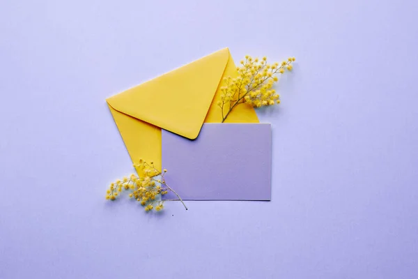 Boş Soluk Menekşe Kağıt Kart Mor Arkaplanda Sarı Mimoza Çiçekleri — Stok fotoğraf