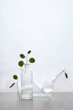 Okaliptüs dalları, cam vazolar, kavanozlar, soluk renkler ve beyaz arka planla soyut yaşam
