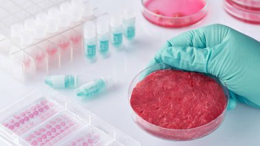 Mavi eldiven, içinde yapay et bulunan bir petri kabı tutuyor. Hücre kültürünü kullanarak et üretiyordu..