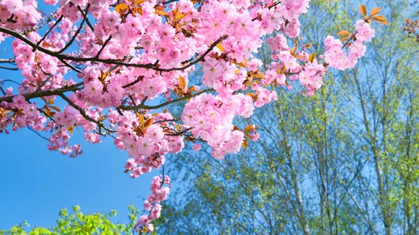 Uma Árvore Com Flores Cor Rosa Frente Céu Azul — Fotografia de Stock
