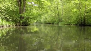Ormandaki ağaçların ve nehrin güzel manzarası