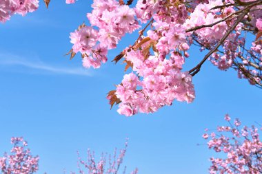 Ağaçta bir demet pembe çiçek. Sakura Berlin, Almanya.