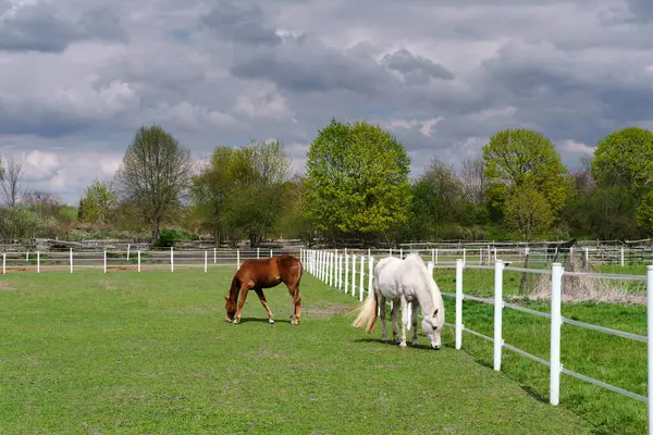 Dva Koně Poli Jaro Zelená Tráva Farma Německu Berlína — Stock fotografie