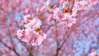 Pembe çiçekli bir ağacın yakın çekimi. Sakura Berlin, Almanya.